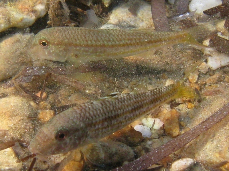 Mullus barbatus vs. Mullus surmuletus